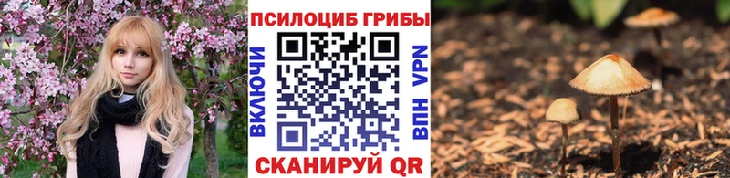 Псилоцибиновые грибы Psilocybe  Купить где  Ладушкин 
